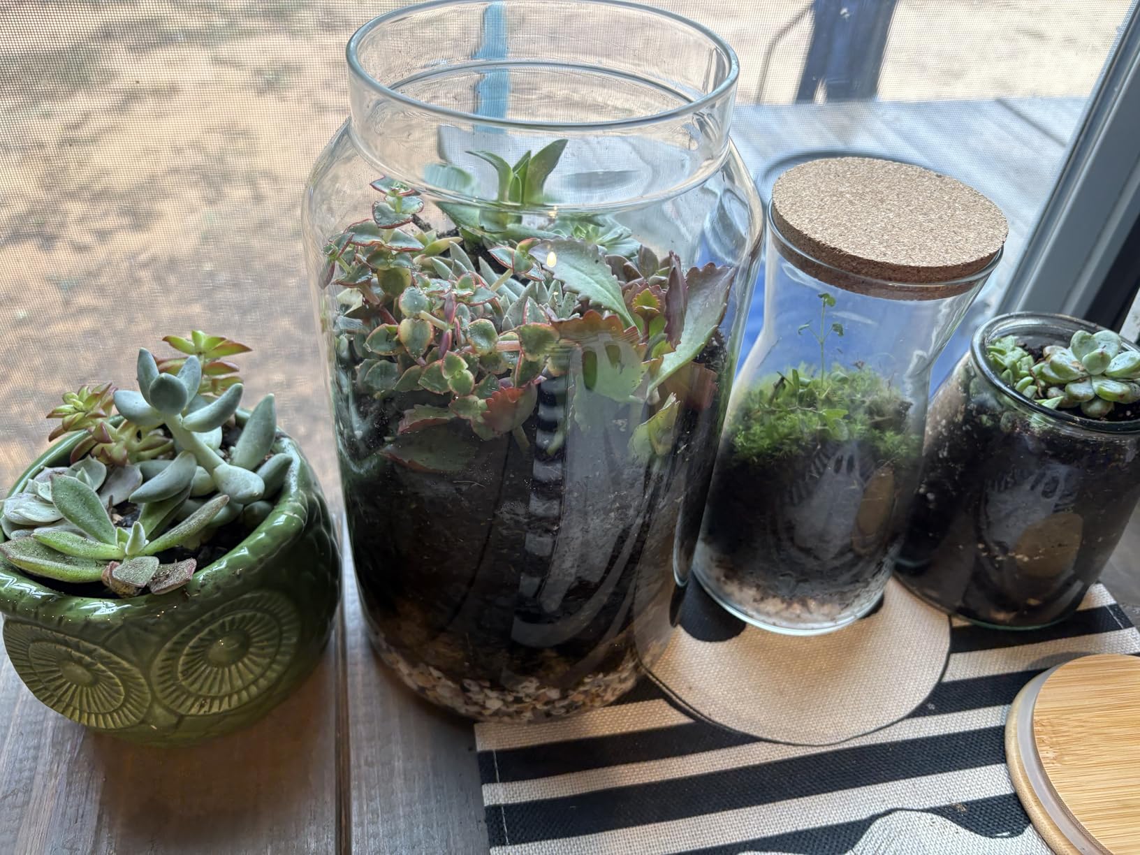 Terrarium Kit for Plants DIY (1 Gallon) | Starter Pack - Closed Ecosystem - 1 Gal Glass - Succulents, Air Plants, Bonsai, Indoor Plants - (Plants Not Included) customer photo 2