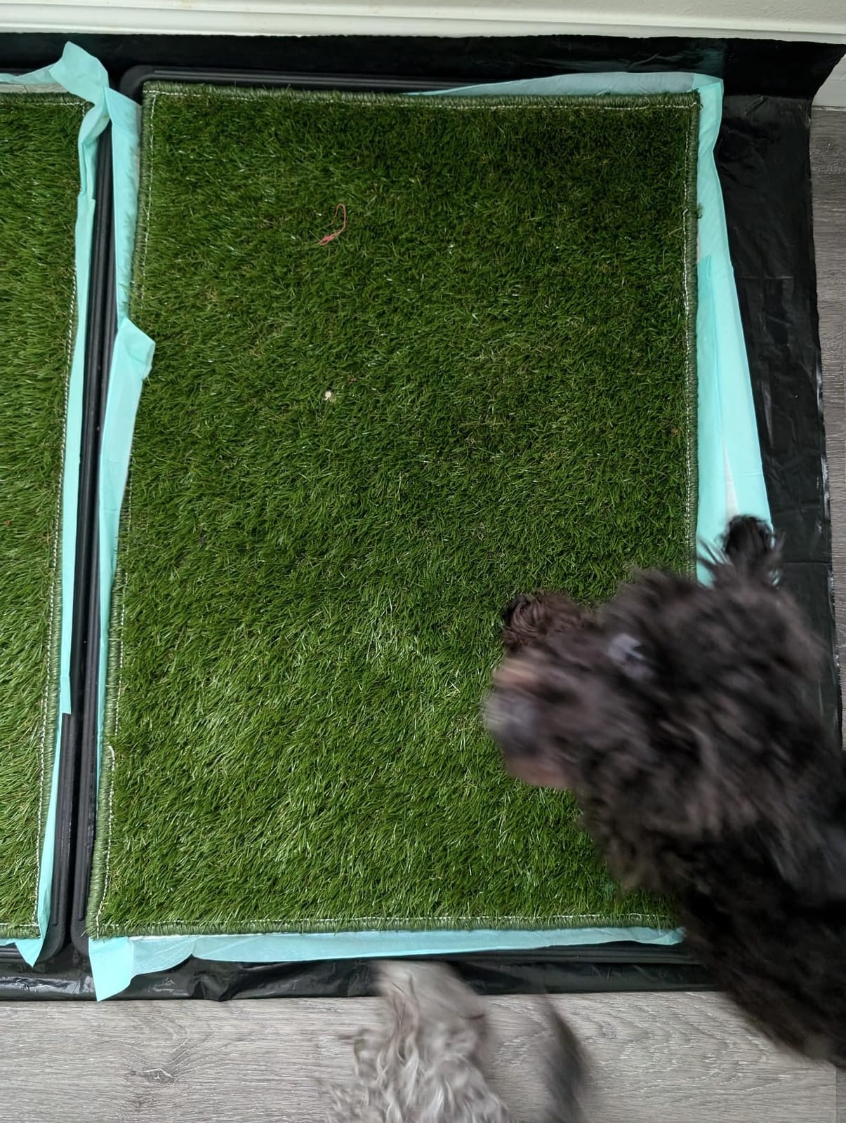 Hompet Dog Grass Pad with Tray Large, 41