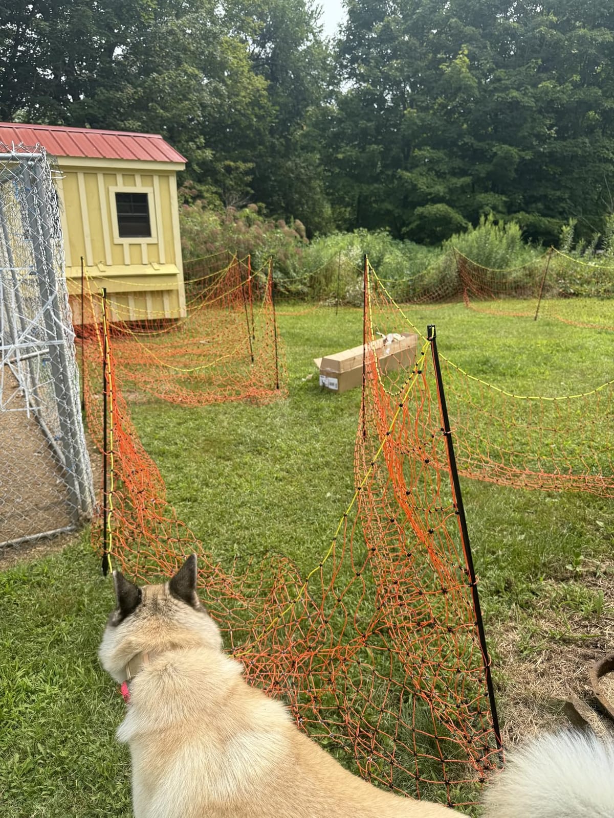 Pet & Livestock HQ Electric Fence Poultry Netting 41