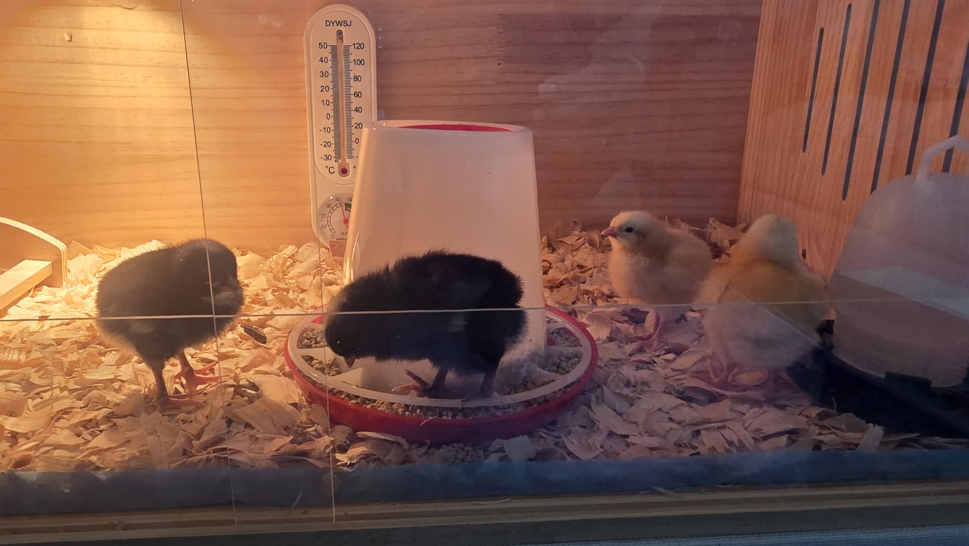 Large Wooden Chicken Brooder Box with Bulb Set and Thermometer - Brooder Box for Chicks Indoor Accommodates Up to 12 Chicks - Ideal for Chickens, Ducks, Quails, Hamsters, and Lizards（32x16x16 Inches） customer photo 1