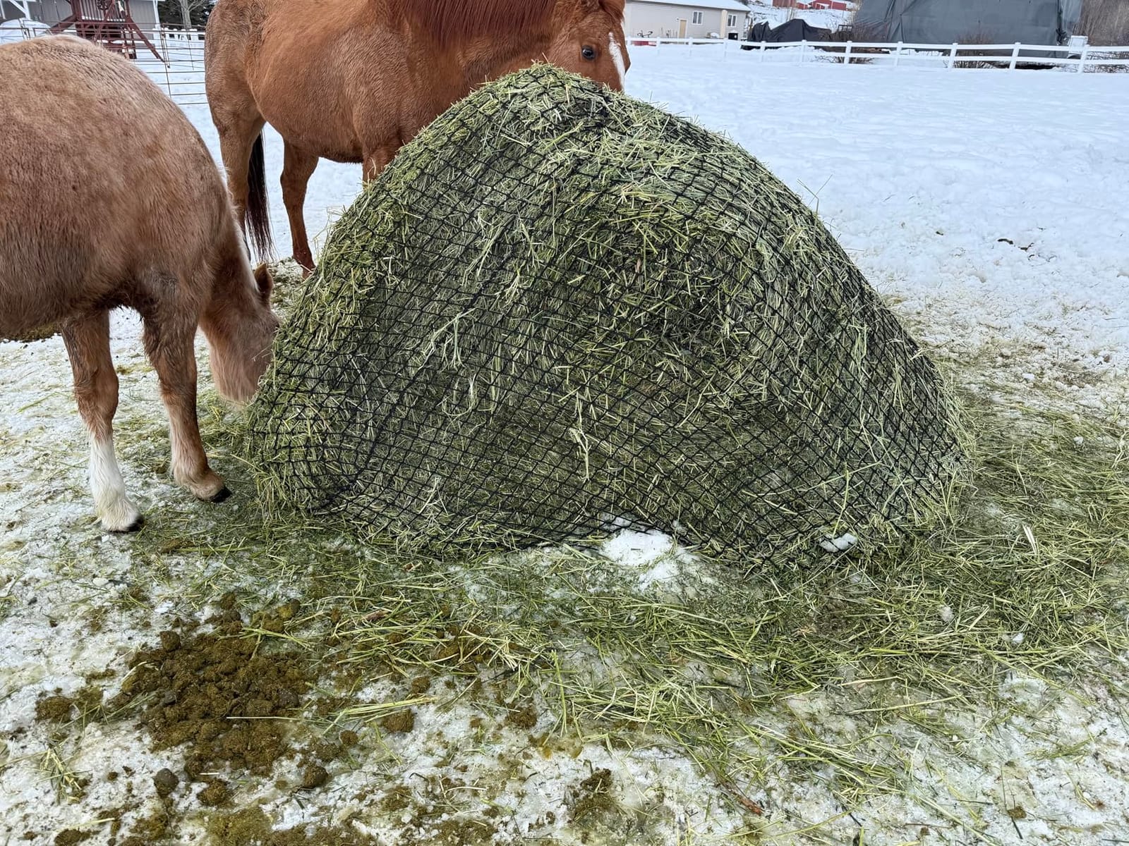TONGMO 5x5 ft Round Bale Hay Net for Horses & Livestock - Slow Feeder Hay Nets with 2 inches Hole customer photo 1