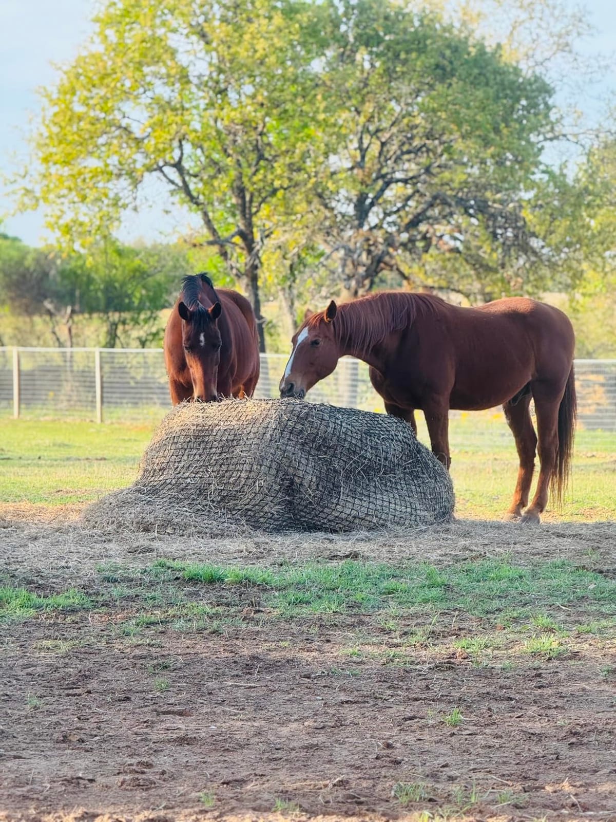 TONGMO 5x5 ft Round Bale Hay Net for Horses & Livestock - Slow Feeder Hay Nets with 2 inches Hole customer photo 2