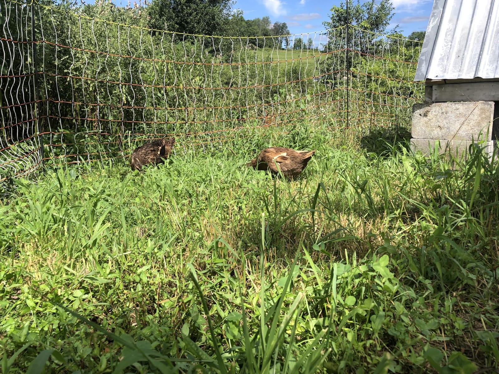 Poultry Electric Netting Fence - 47.3''H (can be Manually Raised to 59.1''H) x 98.5'L for Flying Chicken, Sheep, Goats in Farms, Ranches and Gardens, PK1 customer photo 1