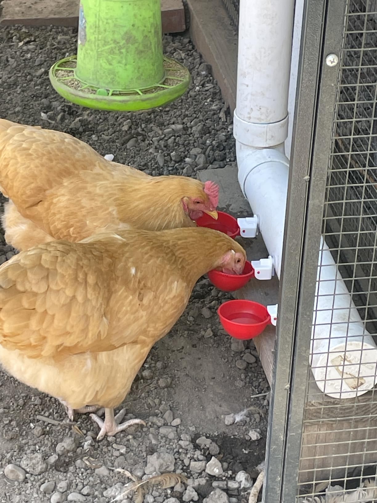 Chicken Waterer Cups, Automatic DIY Chicken Water Bowl 6 Pack customer photo 2
