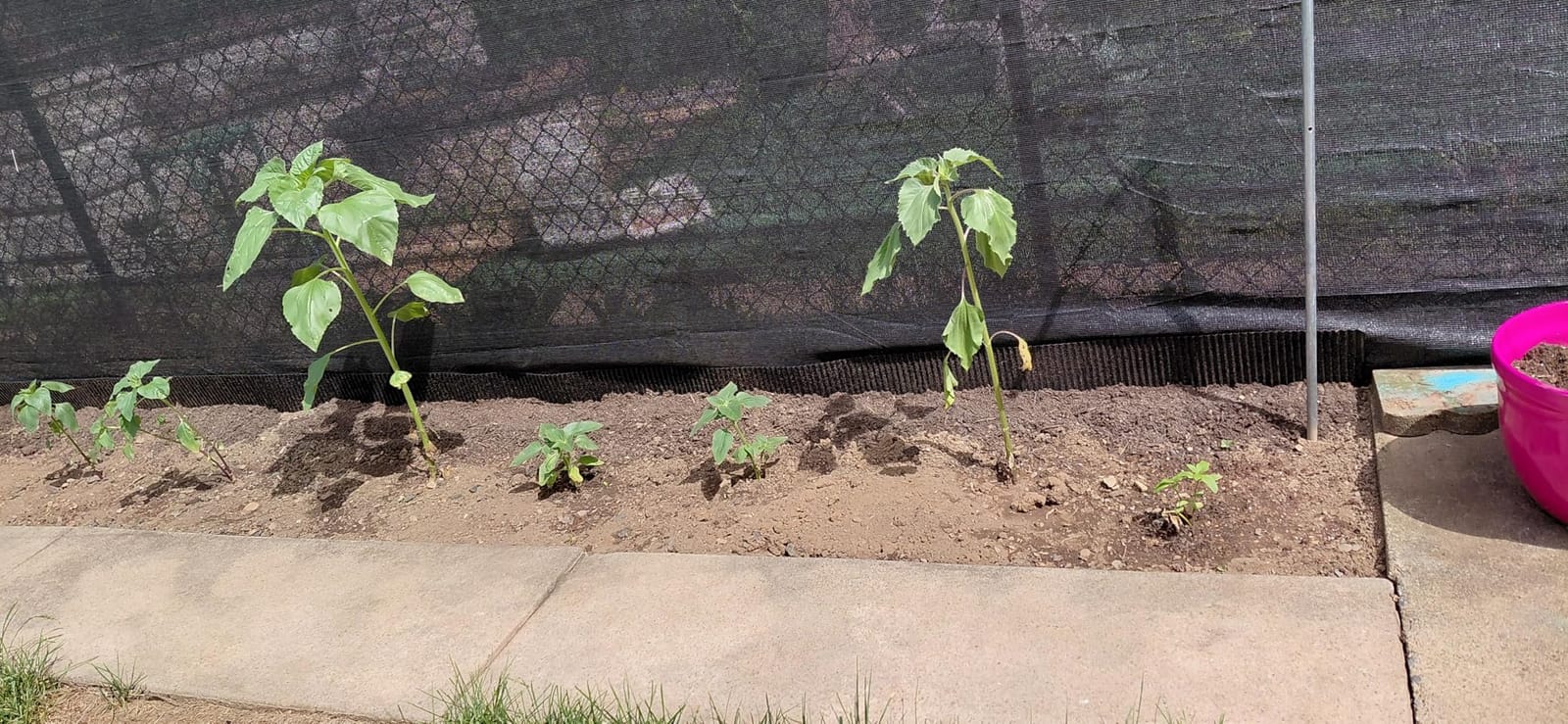 Corrugated Garden Edging,6