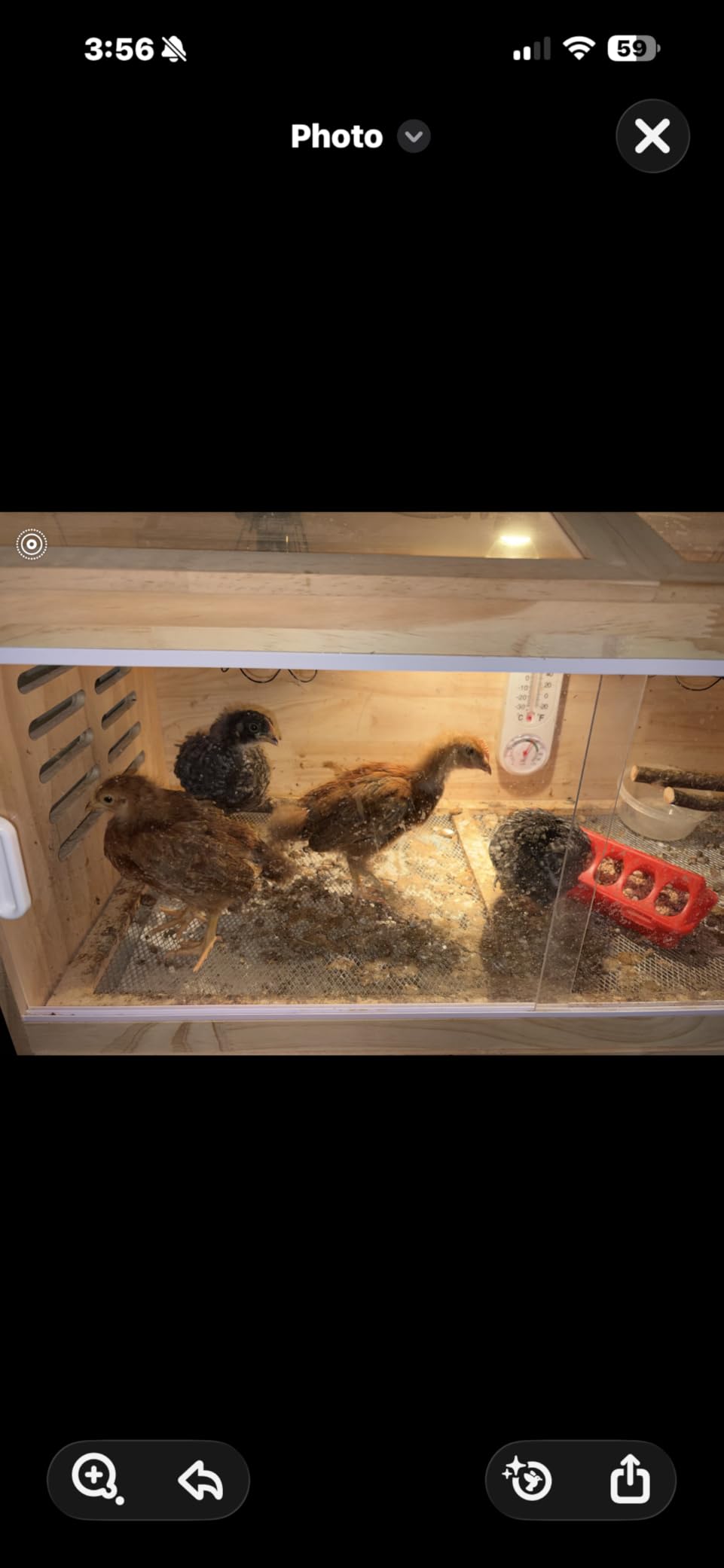 Large Wooden Chick Brooder Box with Drawers, 3 Heat Lamps and Thermostat customer photo 1