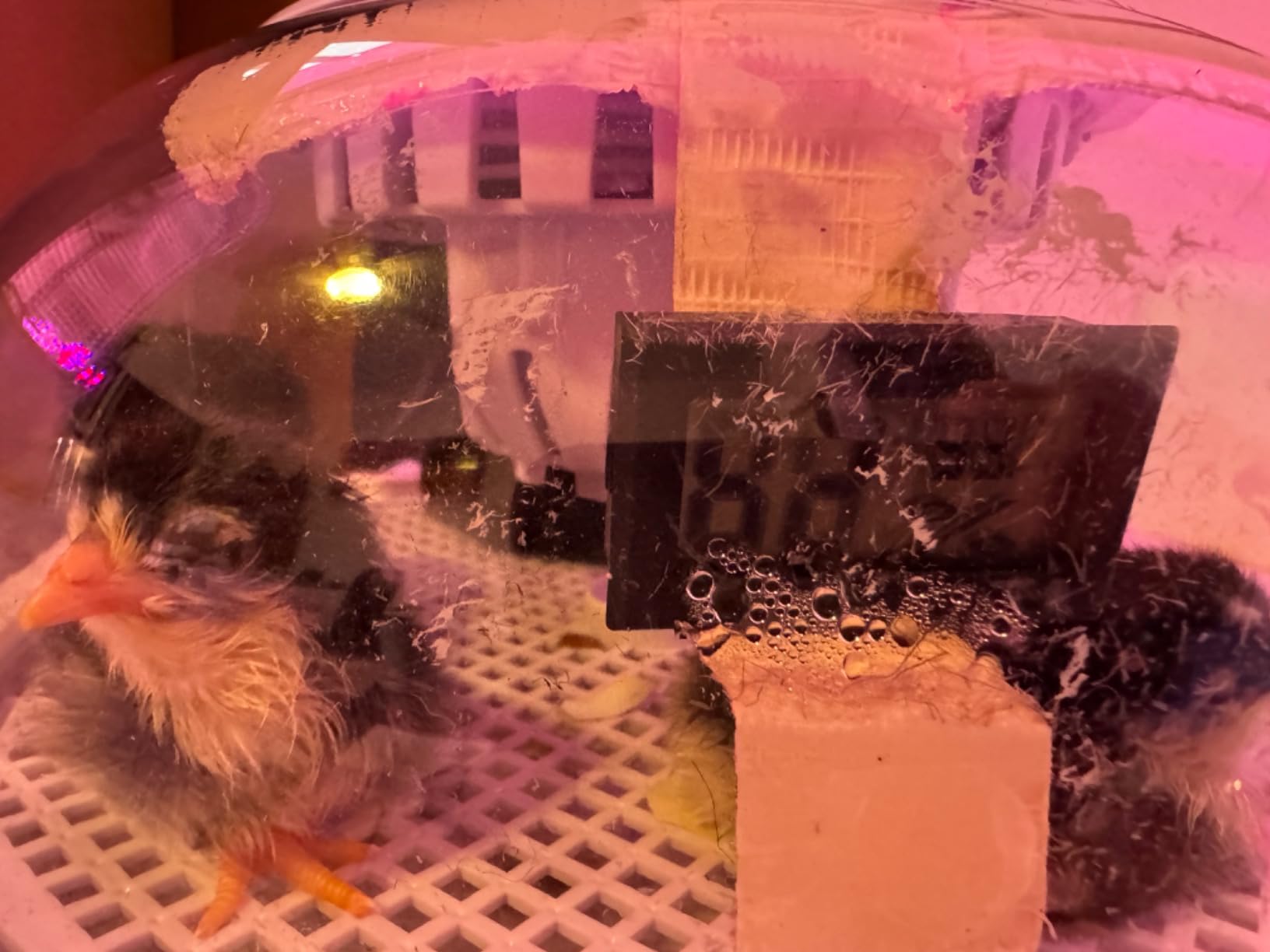 Egg Incubators for Hatching Eggs, Temperature&Humidity Control customer photo 1