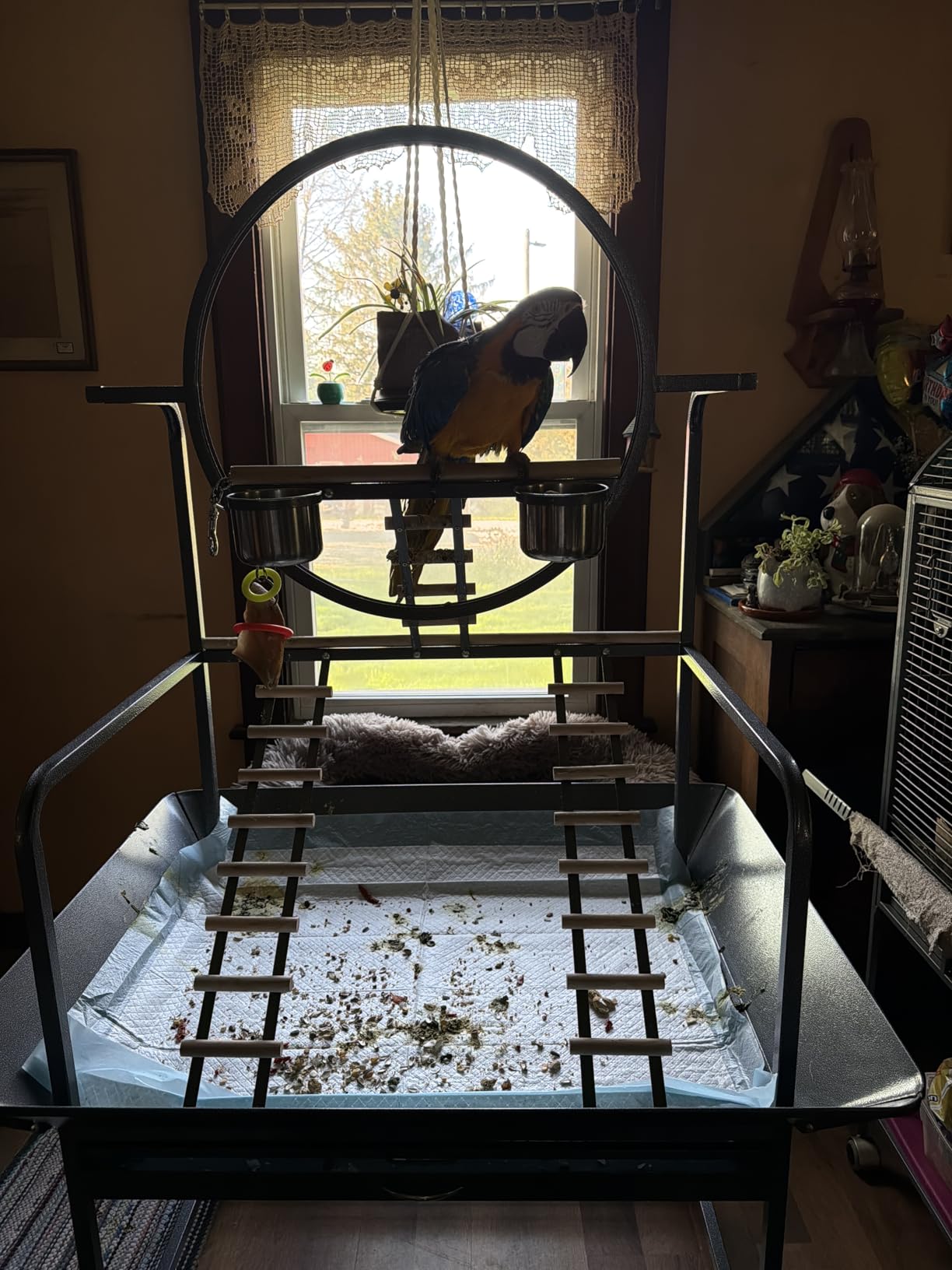 Garvee 64'' H Inch Birdcage Stand Play Center with Perches and Ladders | Indoor Outdoor Playground for Birds, Bird Playstand w/Rotated Ring Removable Tray, Lockable Caster, for Macaw and Parakeet customer photo 1
