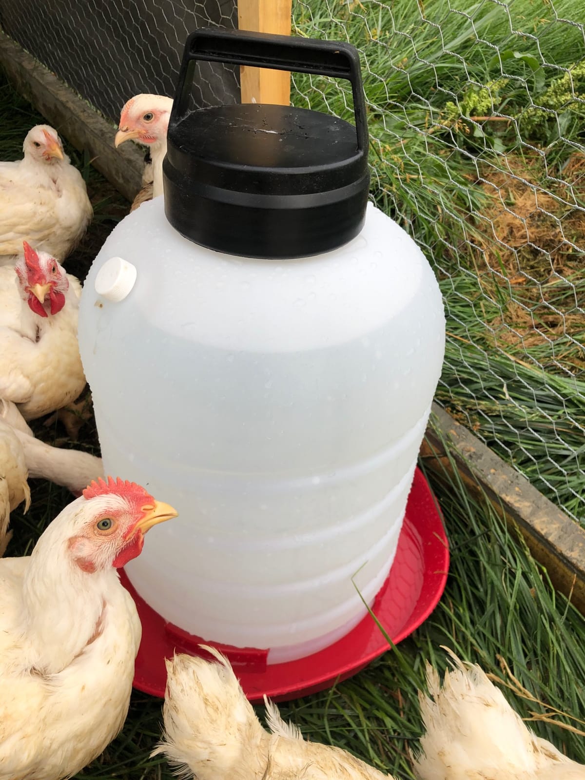 FARM-TUFF Premium 5-Gallon Hanging Chicken Waterer – BPA-Free Plastic, Top-Fill Poultry Fountain for Chickens, Ducks, Turkeys & Game Birds customer photo 1