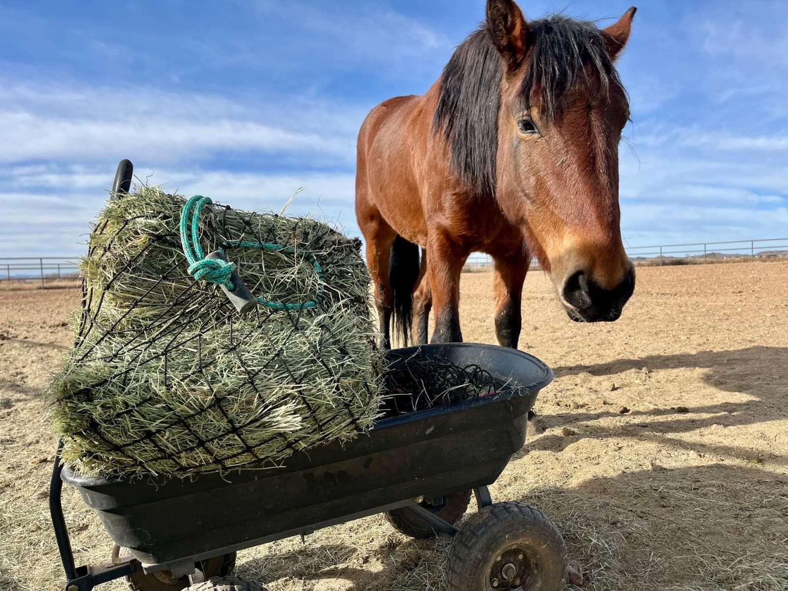 hay chix Half Bale Slow Feed Hay Net for Horses - 1 3/4
