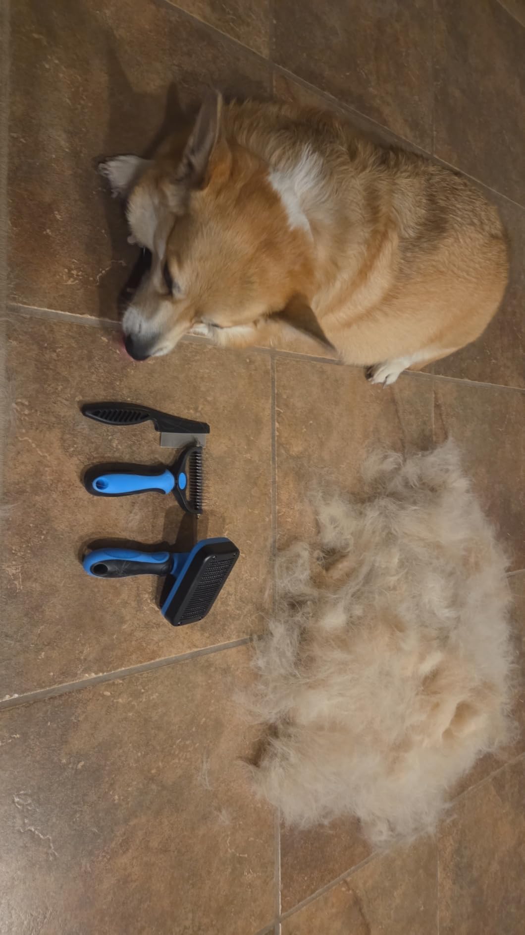 Professional 7 in 1 Pet Grooming kit I Dog Brush & Cat Brush I Dog&Cat Comb I Dog&Cat Nail Clipper/Trimmers with Nail File I Dog Bath Brush I Dog&Cat Flea Comb I Pet Supplies(Deep Blue) customer photo 2