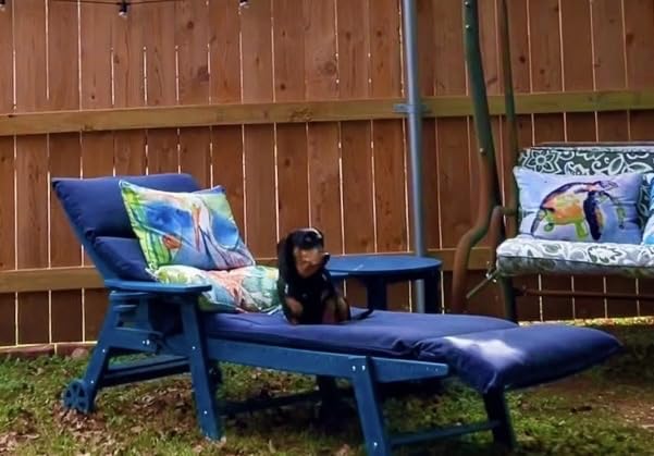 Ciokea Lounge Chair Outdoor Set of 4, Oversized Chaise Lounge Chair with 5 Positions, HDPE, Patio Lounge Chairs with Wheels & Cup Holder for Lawn, Pool, Deck, Poolside, White customer photo 2