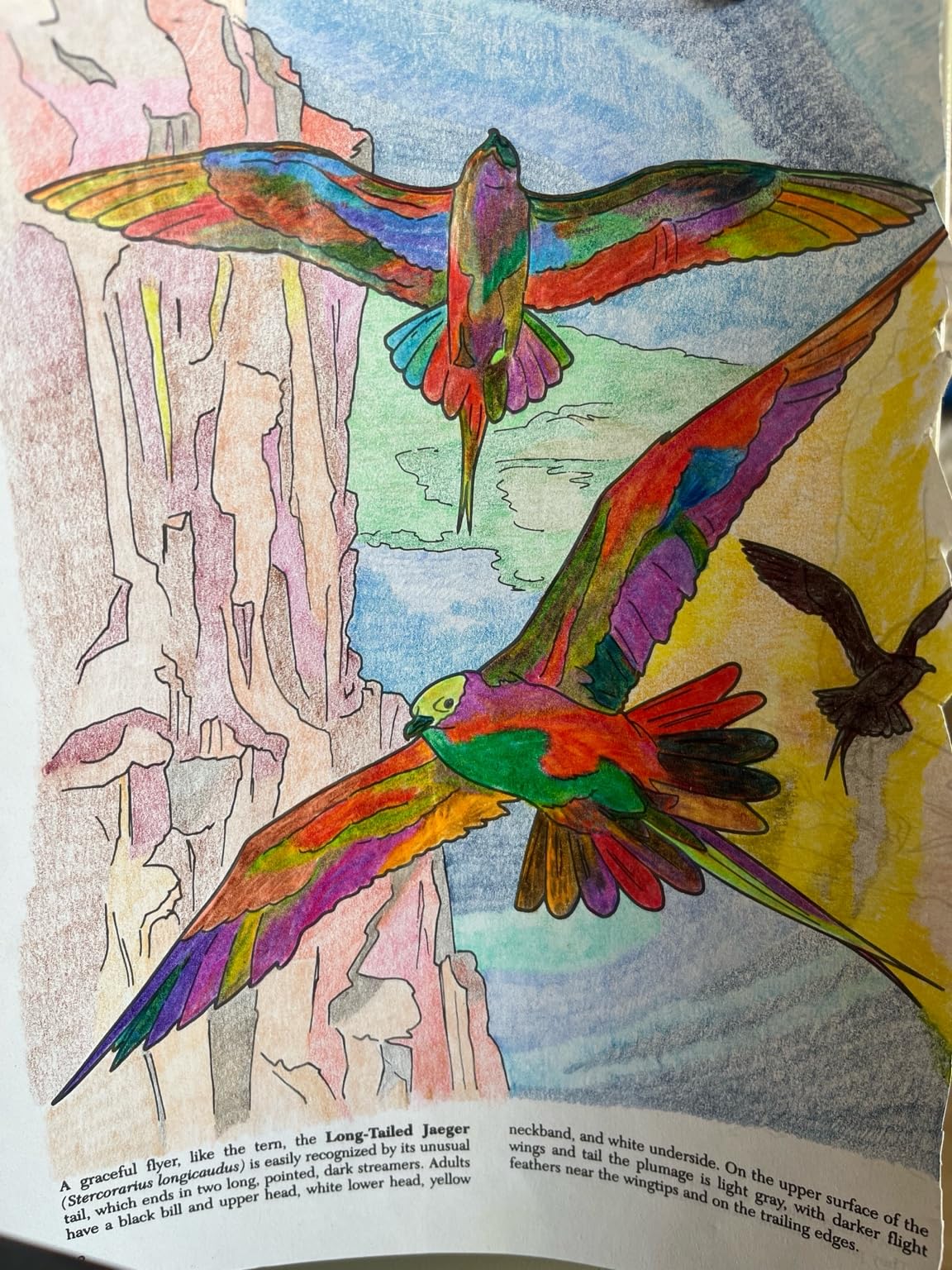 Yangmei Rainbow Pencils customer photo 1