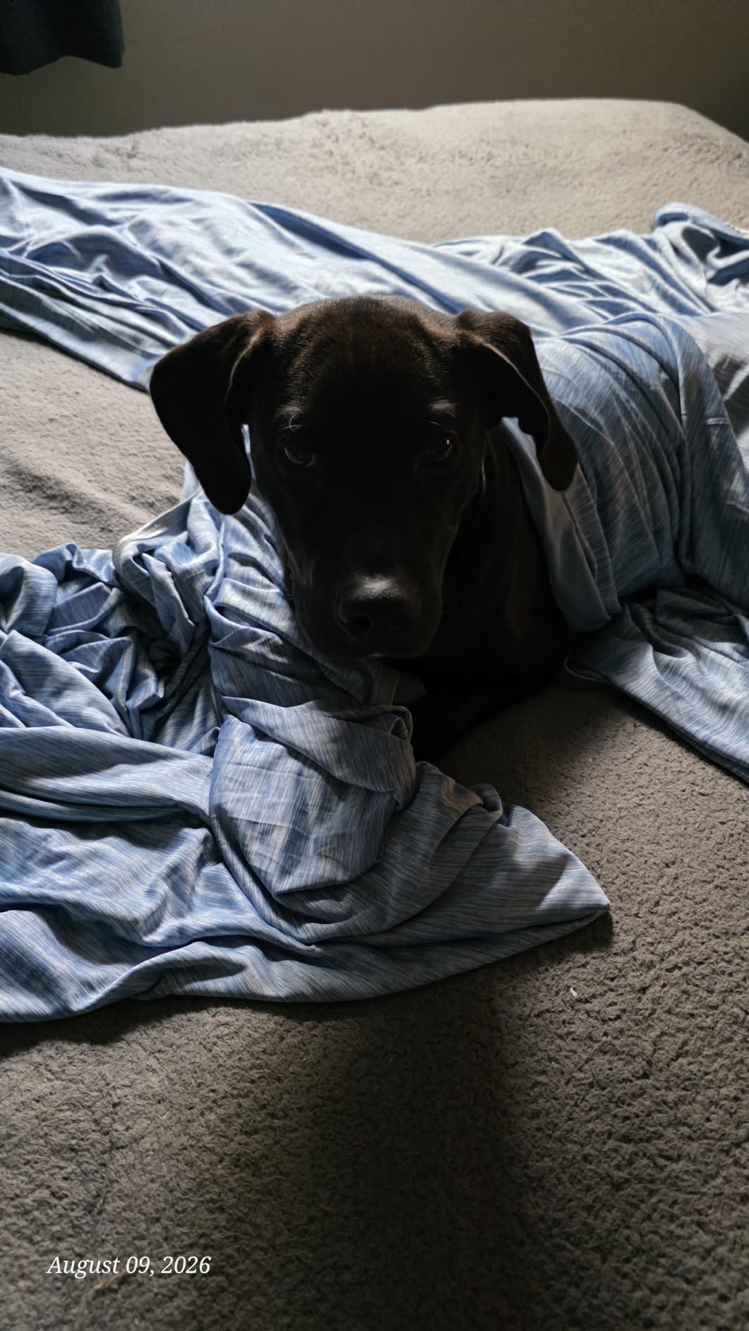 KMUSET Cooling Blanket Twin (60